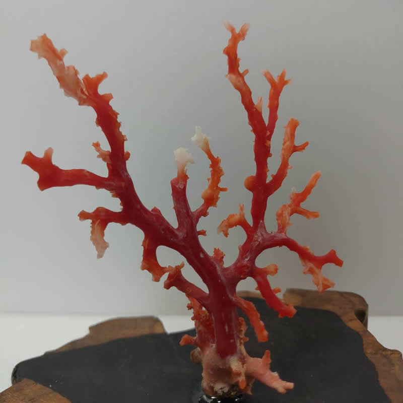 收購紅珊瑚